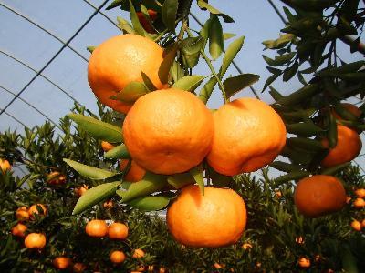 Doğal Tatlı Konserve 3 Kg Mandalina Portakal Kesesi